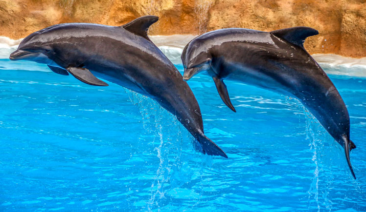 Store misoppfatninger om delfiner