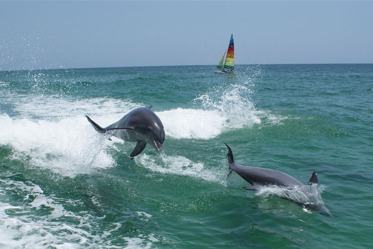 Główne nieporozumienia dotyczące delfinów