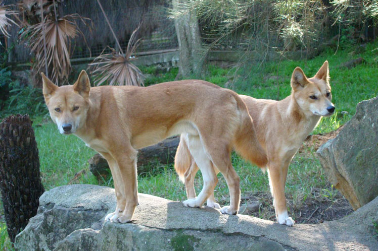 Zajímavá fakta a mylné představy o dingovi