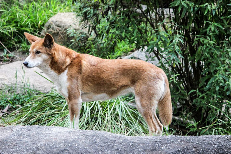 Zajímavá fakta a mylné představy o dingovi