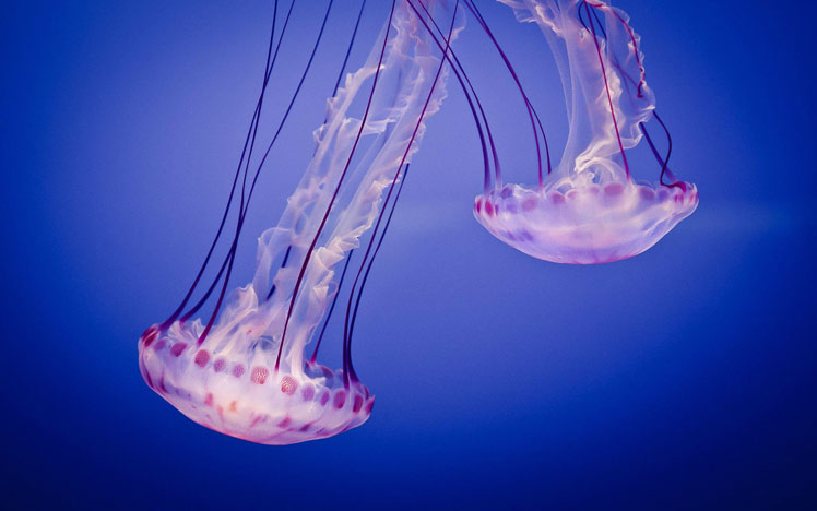 Zajímavá fakta o medúzách