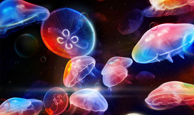 Zajímavá fakta o medúzách