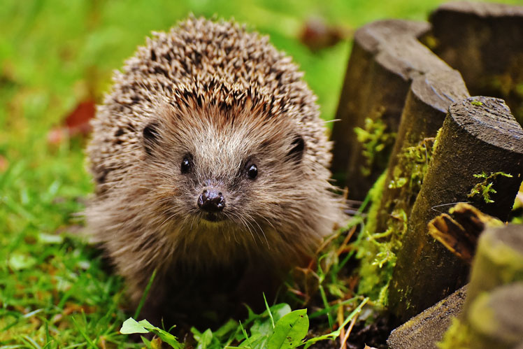Common misconceptions about hedgehogs