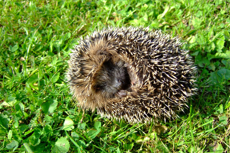 Common misconceptions about hedgehogs