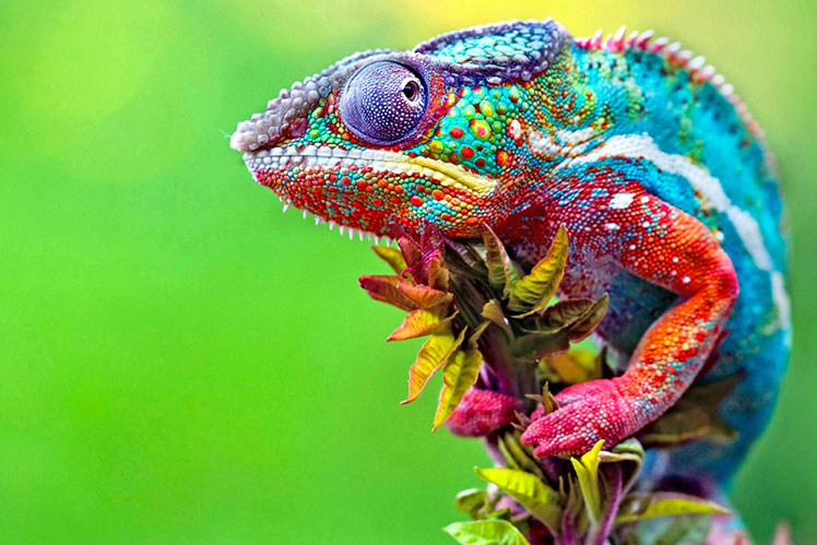 Misconceptions and facts about chameleons: how they change color