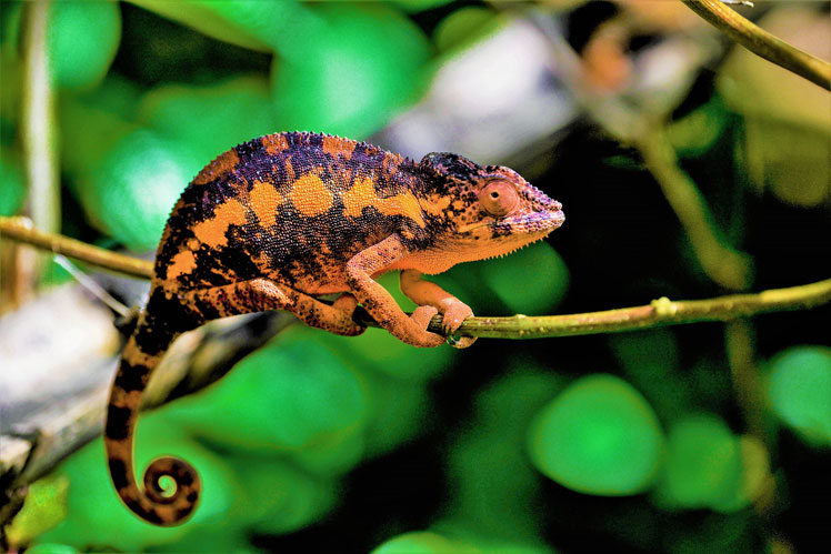 Misconceptions and facts about chameleons: how they change color