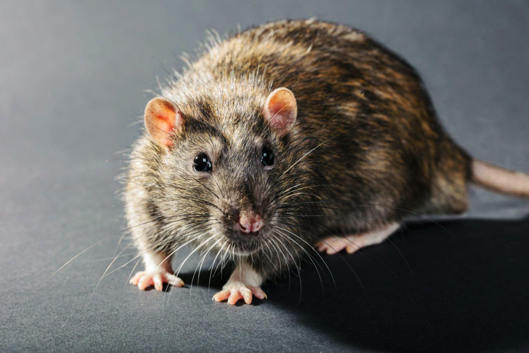 चूहों के बारे में भ्रांतियां और तथ्य