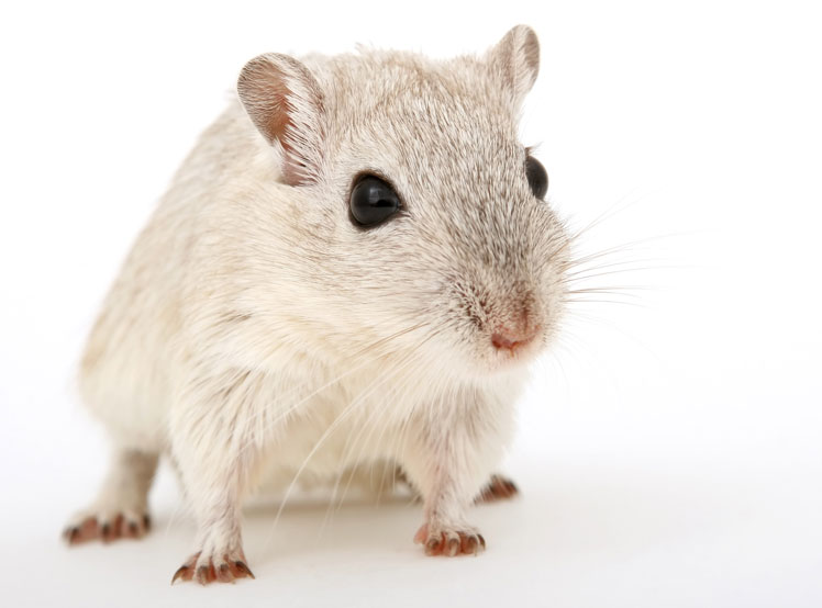 Mylné představy a fakta o krysách