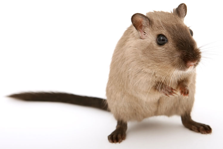 Idées fausses et faits sur les rats