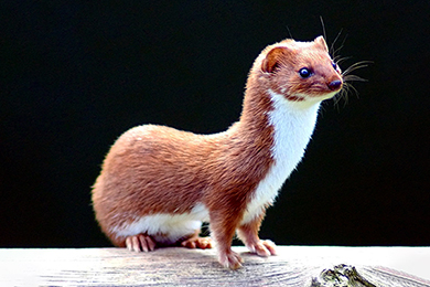 The Weasel: Myths and Interesting Facts About the World’s Smallest Predator
