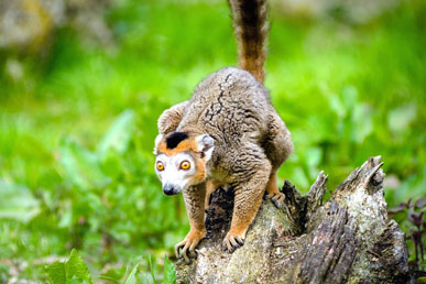 Lemur: fakta menarik dan salah tanggapan