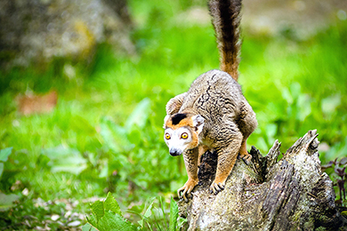 Lemurs: Amazing Facts and Common Myths