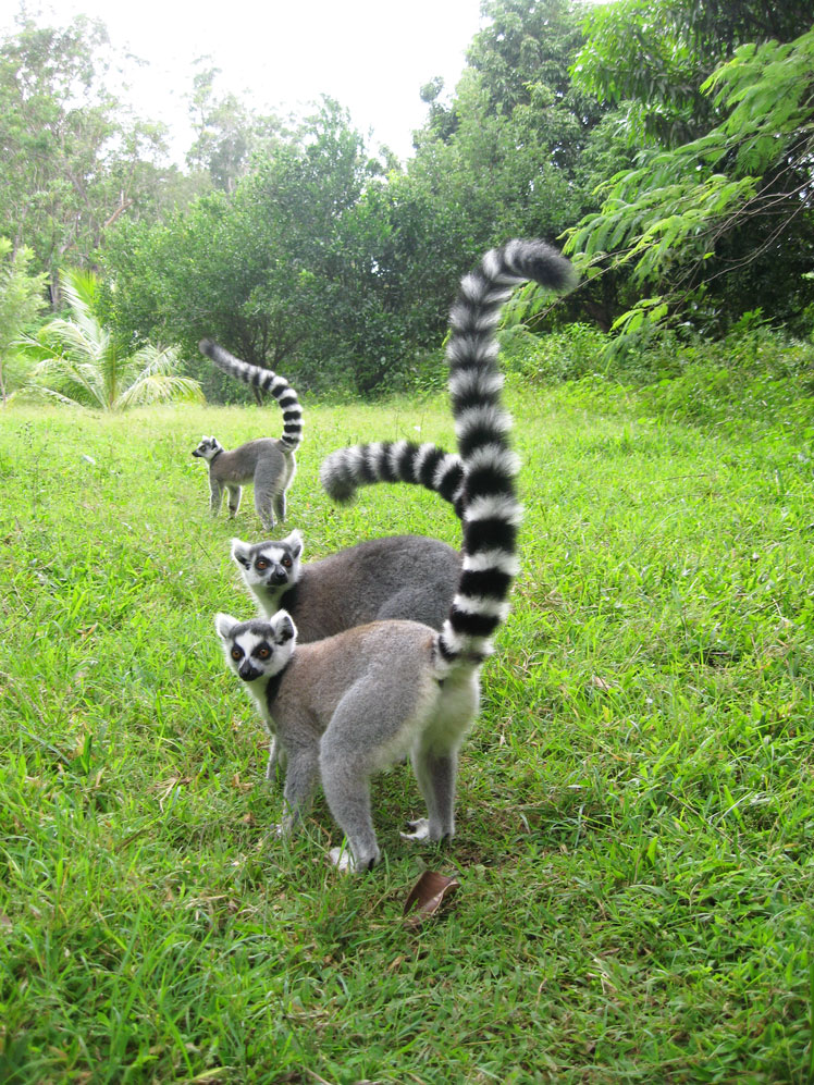 Лемуры: интересные факты и заблуждения (ring-tailed lemur)
