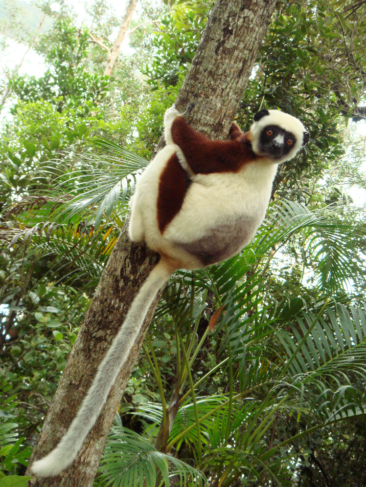 Lemuri: fatti interessanti e idee sbagliate (sifaka)