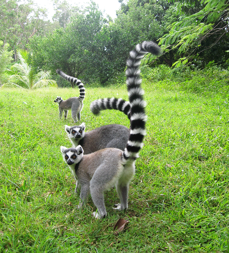 Ring-Tailed Lemurs