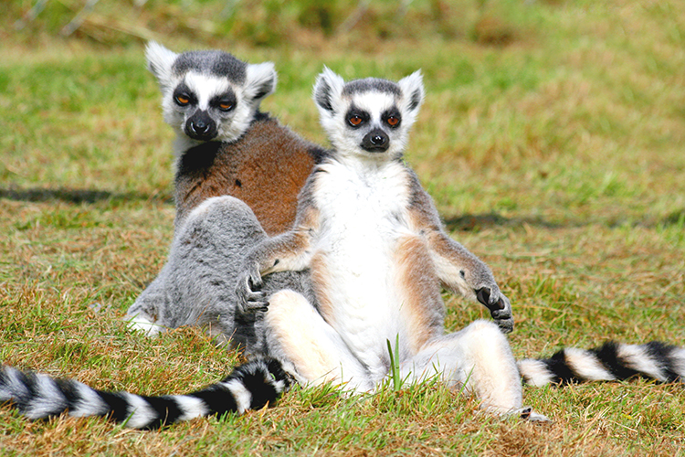 Ring-Tailed (Cat) Lemurs Warming in the Sun