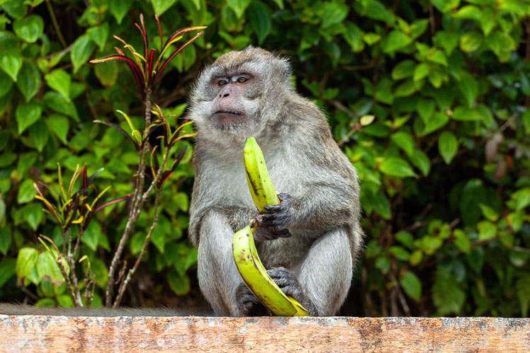 As bananas são comidas apenas por macacos?