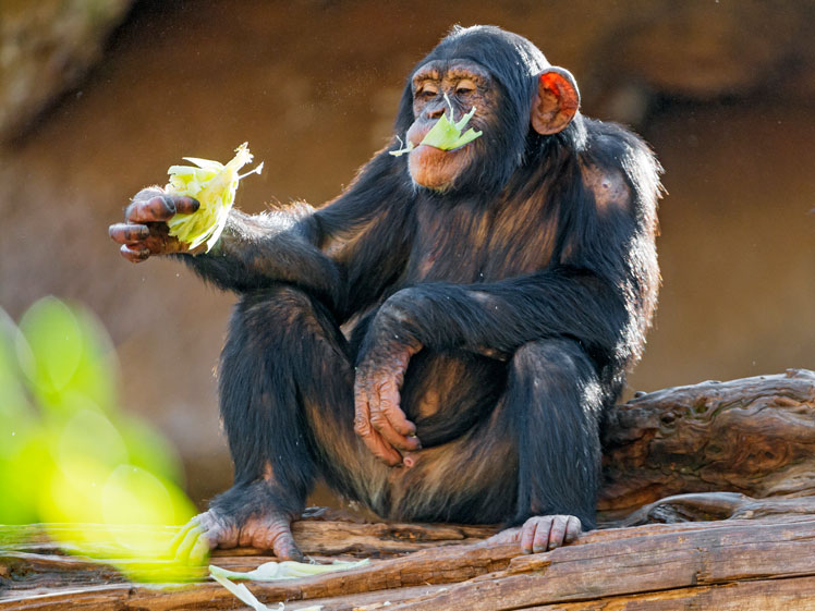 Mitos tentang cimpanzi