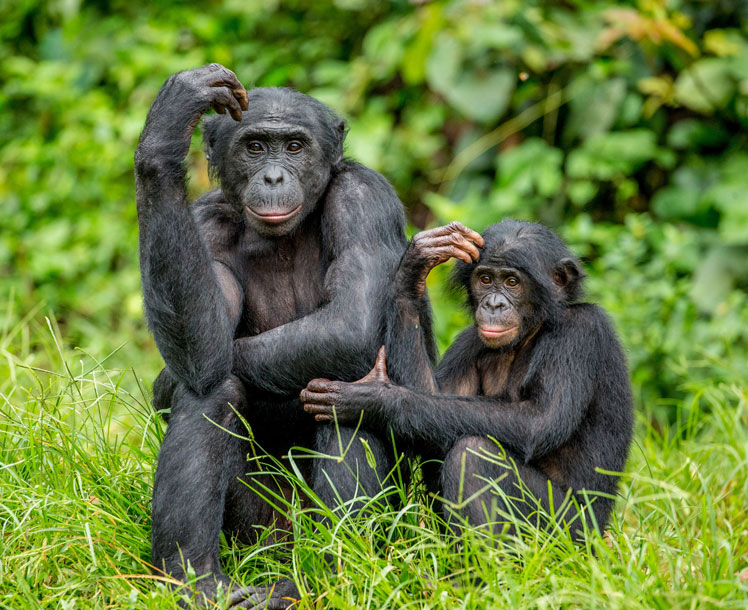 Chimpanzés pigmeus (bonobos)