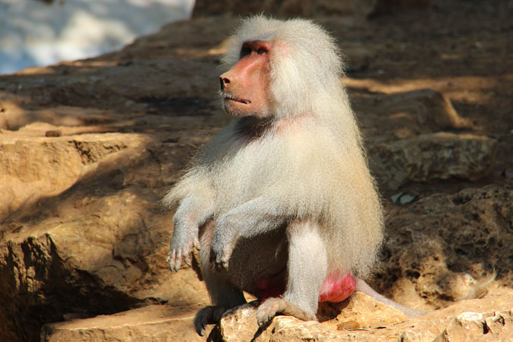 Por que os babuínos têm calos
