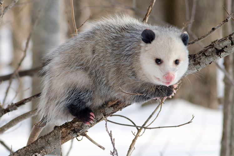 Fatti e miti interessanti sugli opossum