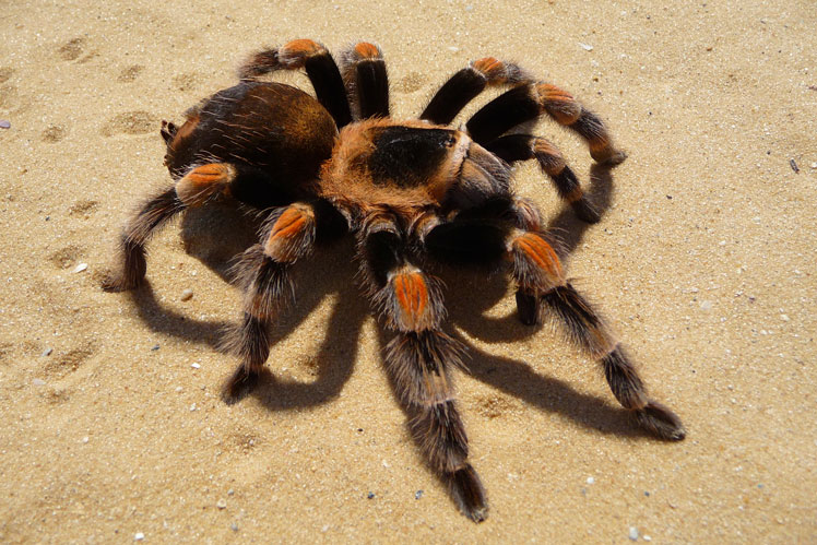 Arañas: mitos comunes, hechos interesantes.