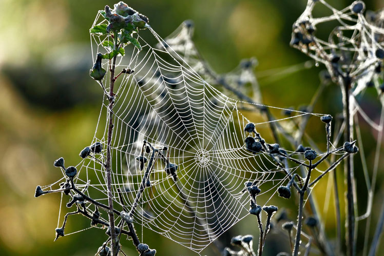 Arañas: mitos comunes, hechos interesantes.