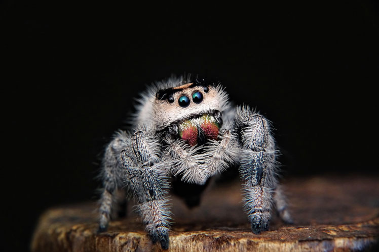 zıplayan örümcek