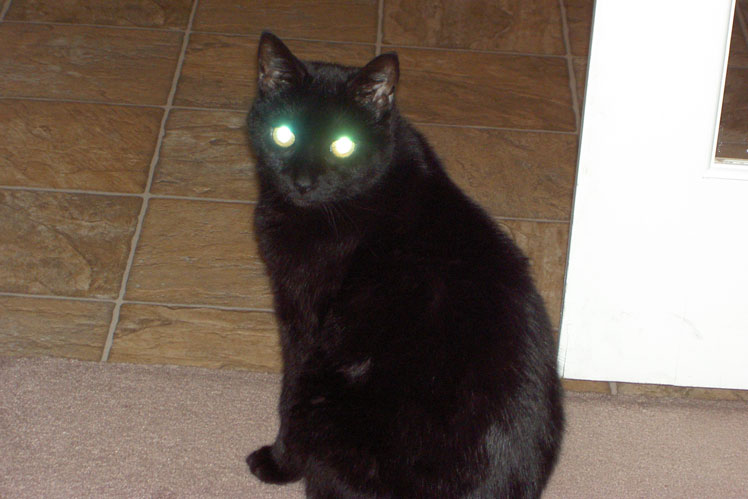 Die Augen der Katze leuchten