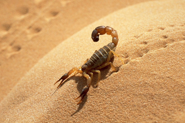 Błędne wyobrażenia na temat skorpionów