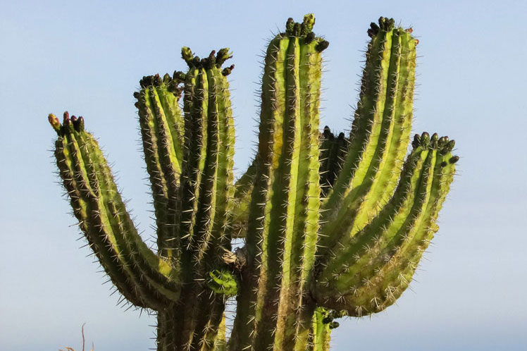 Zajímavá fakta a mylné představy o kaktusech