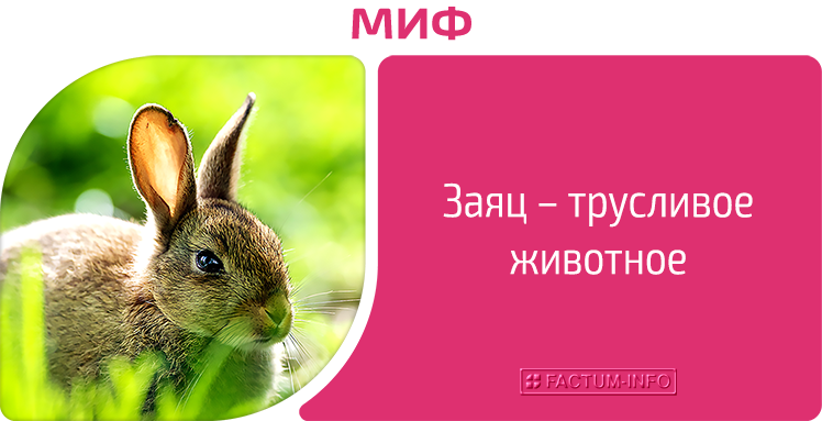 Myth: The hare is a cowardly animal