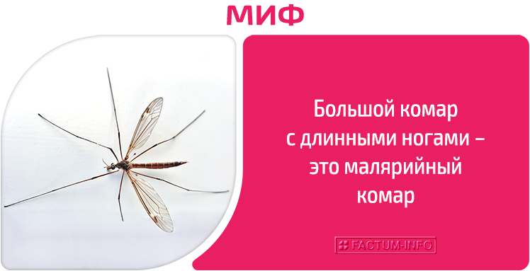 MITO: El mosquito grande de patas largas es un mosquito palúdico.