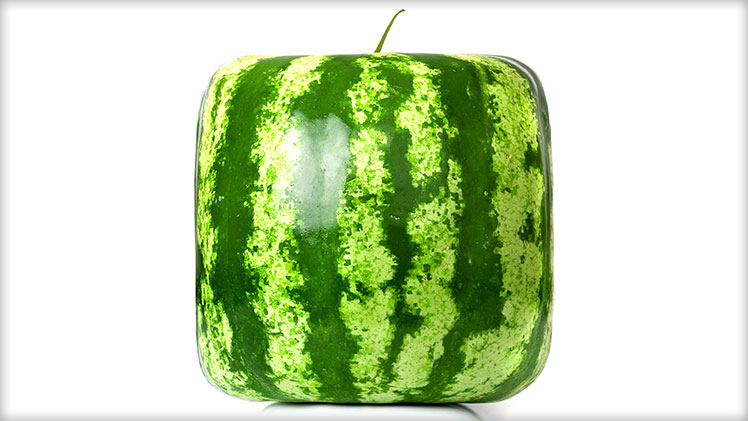 MITOS: Jika semangka berbentuk persegi, maka semangka itu dimodifikasi secara genetik.