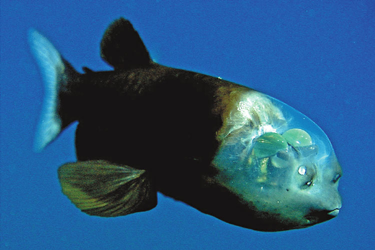 Smallmouth macropinna ή Barreleye fish (ψάρι βαρελιού του Ειρηνικού)