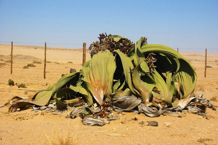 Welwitschia εκπληκτικό (Welwitschia mirabilis)