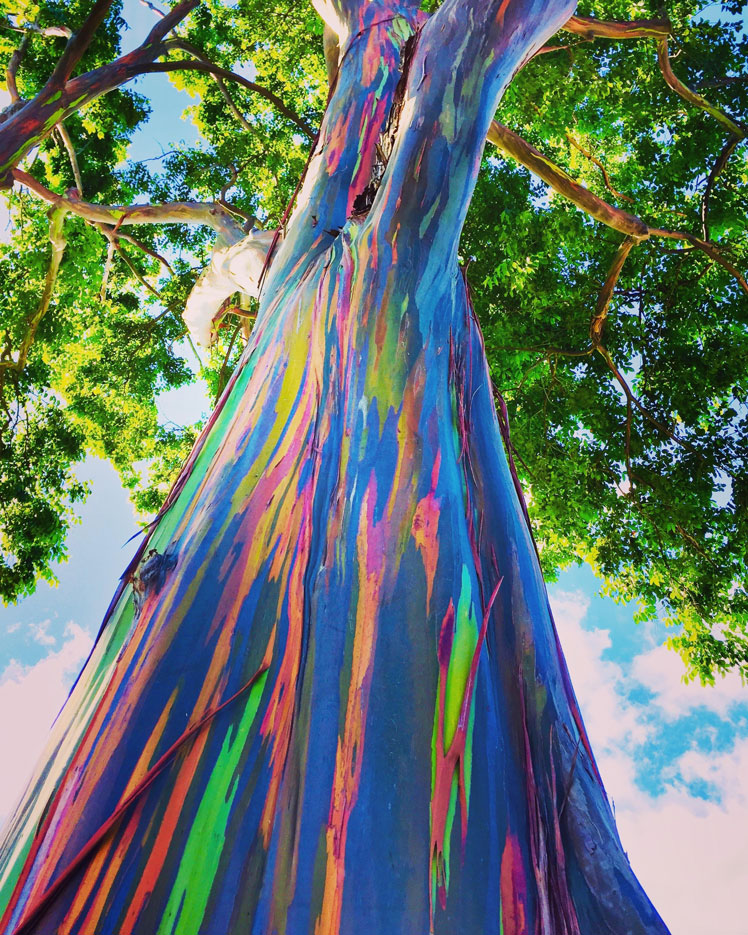 Duhový eukalyptus (Eucalyptus deglupta)