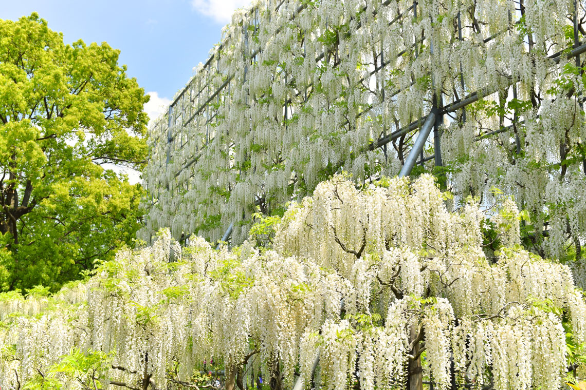 Ashikaga Blumenpark
