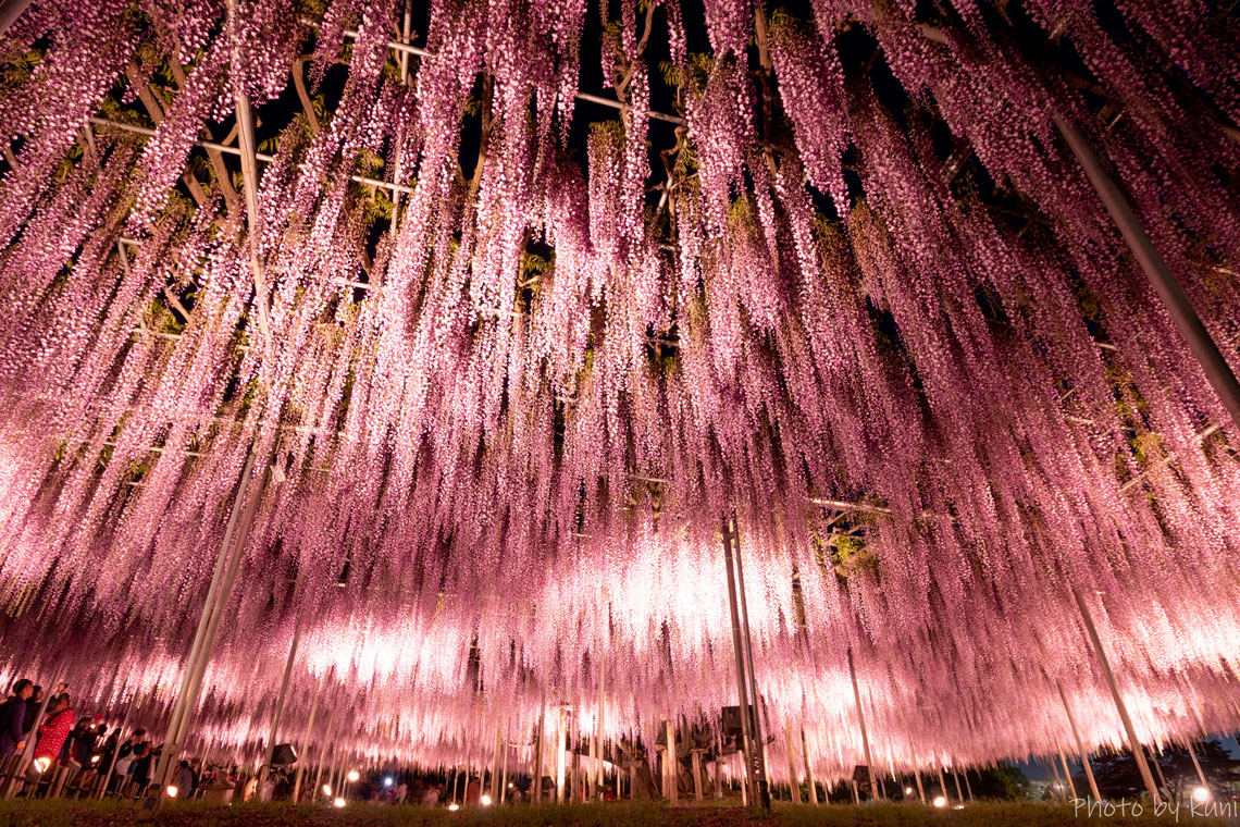 Ashikaga Blumenpark