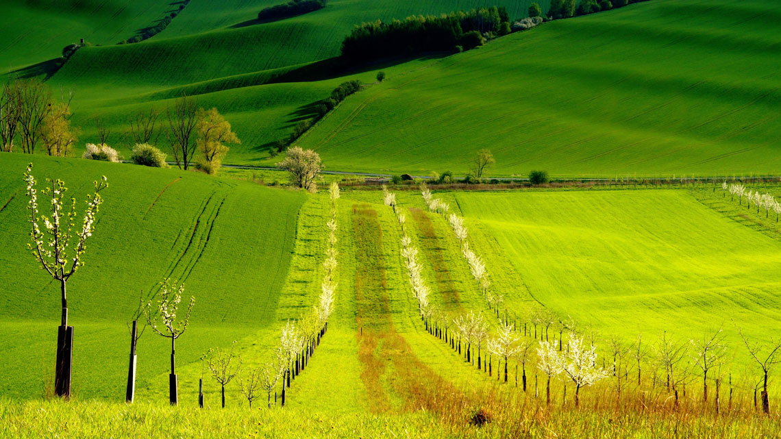 Campos de Moravia o Toscana de Moravia (Toscana de Moravia)