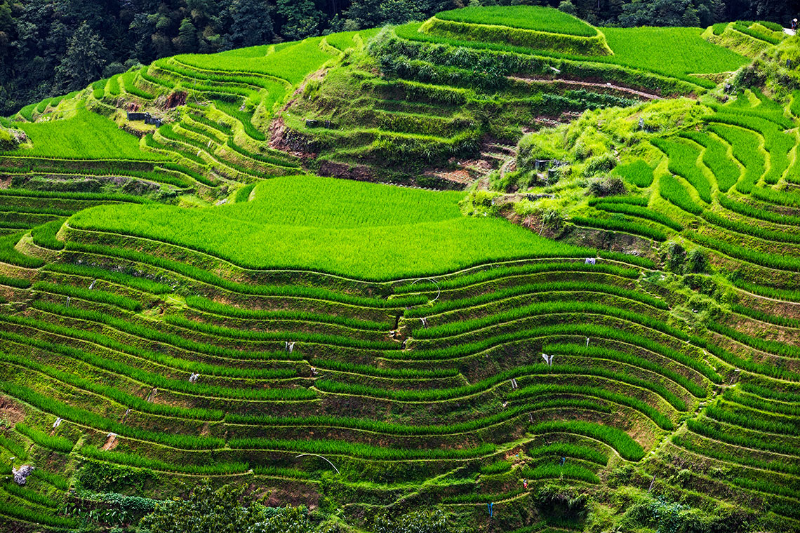 Рисові тераси Лунцзі (Longji Rice Terraces) або Рисові тераси «Драконів хребет» (Dragon's Backbone Rice Terraces)
