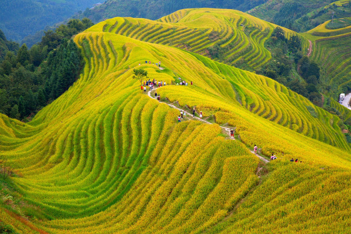 Terrazas de arroz de Longji o terrazas de arroz de Dragon's Backbone
