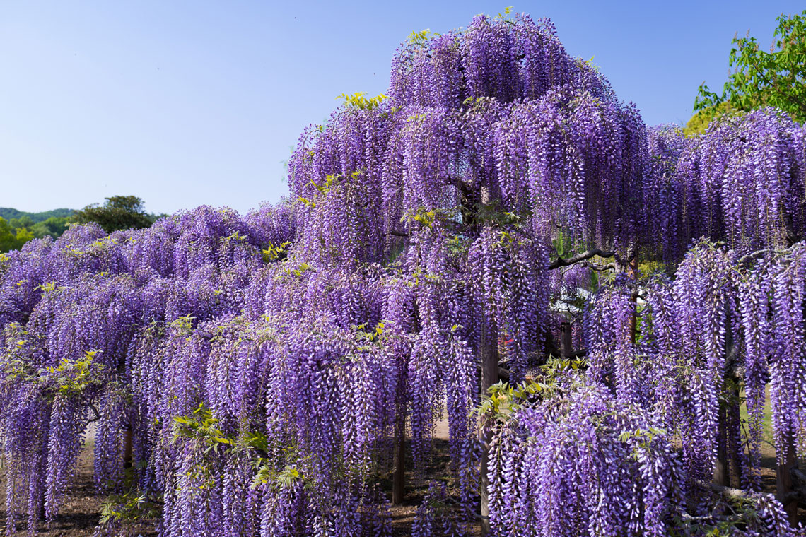 Parc floral d'Ashikaga