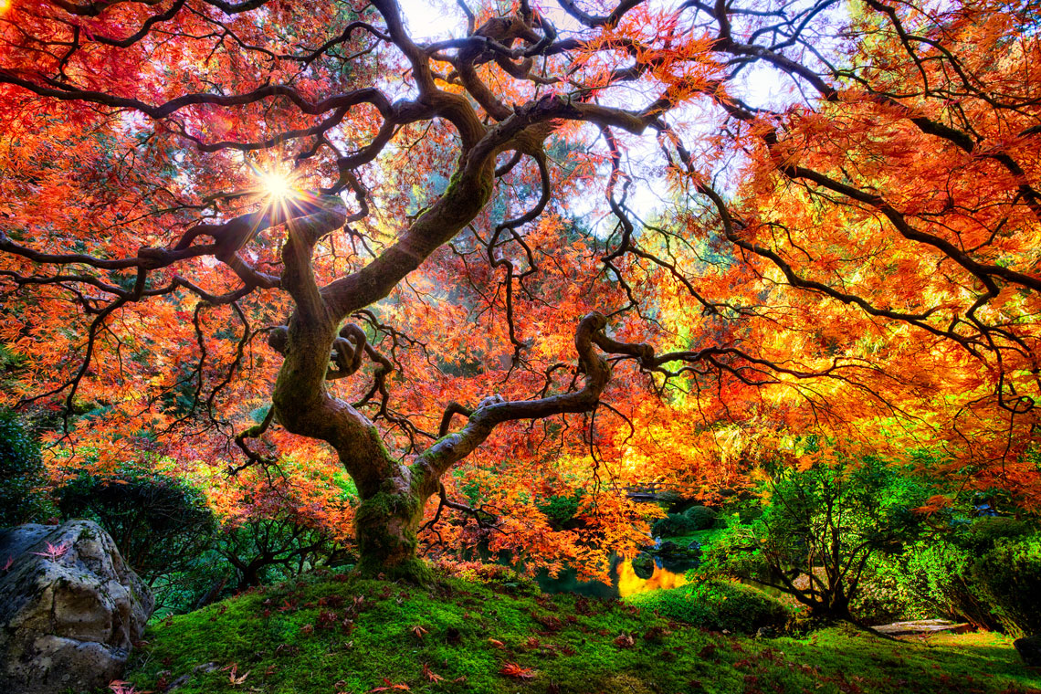 Portland japanska trädgård