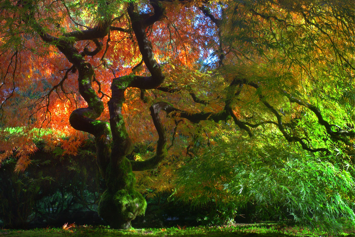 Портлендський японський сад (Portland Japanese Garden)
