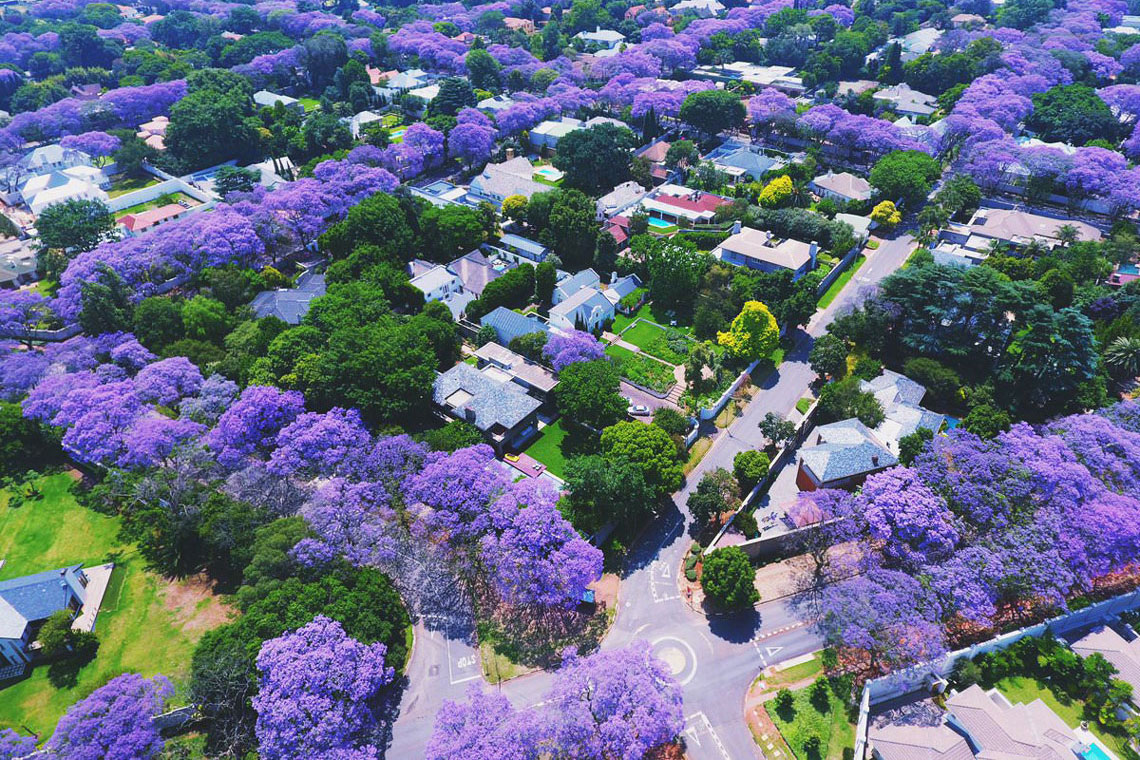 Jacaranda sezóna v Johannesburgu, Jižní Afrika (jacaranda v Johannesburgu)
