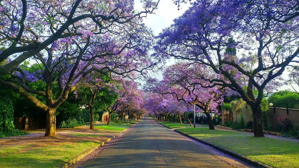 Jacaranda sezóna v Johannesburgu, Jižní Afrika (jacaranda v Johannesburgu)