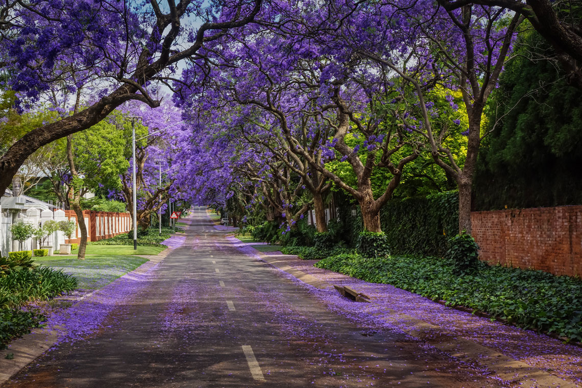Jacaranda virágzik Pretoriában, Dél-Afrikában