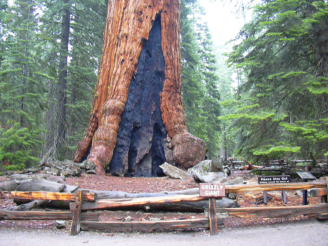 In 1932 stond Grizzly op de 5e plaats in de lijst van de grootste bomen ter wereld naar volume, nu staat het op de 25e plaats in deze lijst. De loop aan de onderkant is zwaar beschadigd.