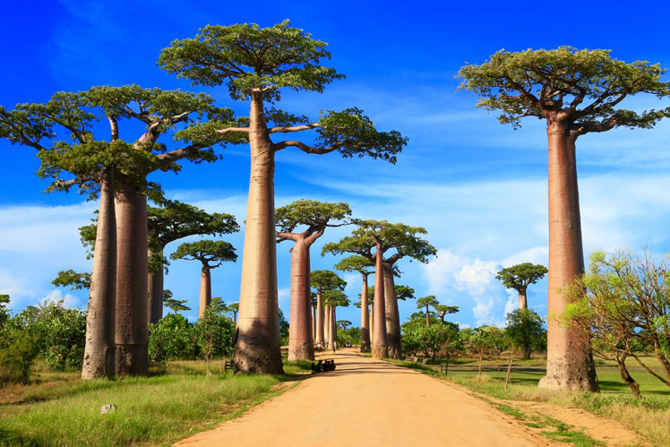 Baobab de Grandidier o Adansonia de Grandidier (Adansonia grandidieri, baobab de Grandidier)
